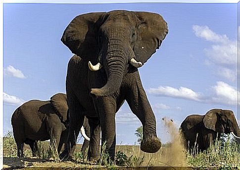 Elephant testosterone