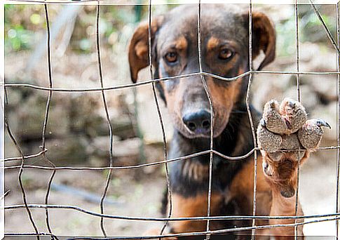 What is the profile of an abandoned dog?