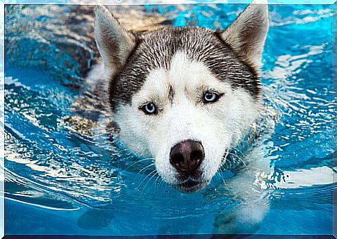 dog-swimming