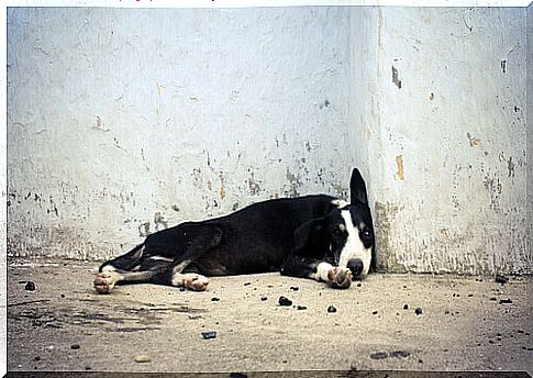 dog-abandoned-3