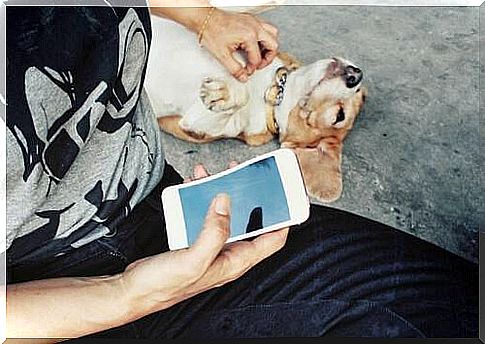 Woman with mobile phone in hand caresses dog 