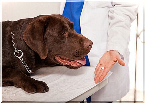 When are drugs toxic to dogs?