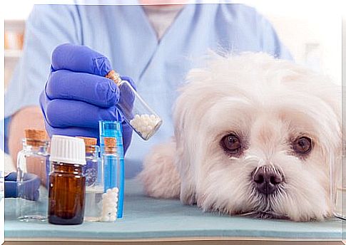 Dog next to some drugs.