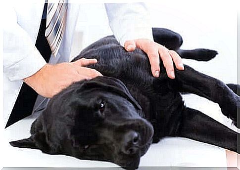 Dog during a veterinary visit.