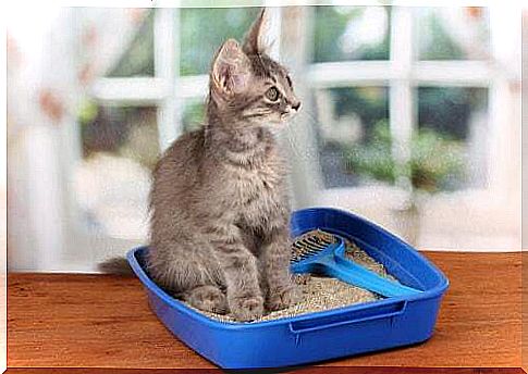 Cat litter