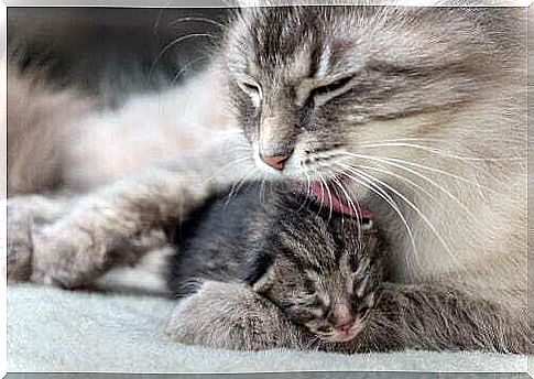 Cat licking puppy