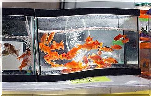 Fish aquarium: characteristics