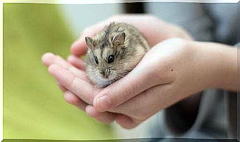 Hamster as a pet for children