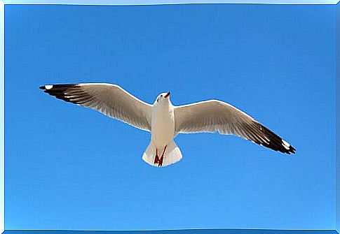 Why are seagulls seabirds?