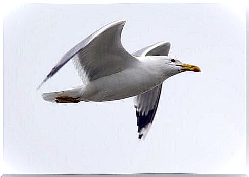 Seagull flies seen in profile