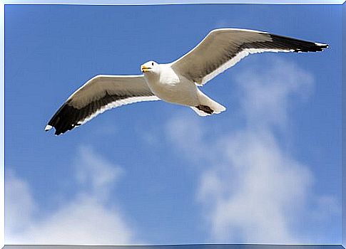 Seagull flies in the sky