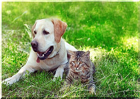 Why can cats and dogs be friends?