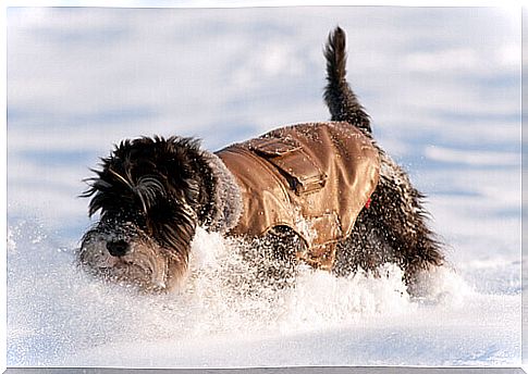 Why do dogs like snow?