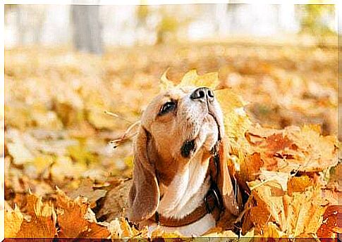 Why do dogs love to play with leaves in the fall?