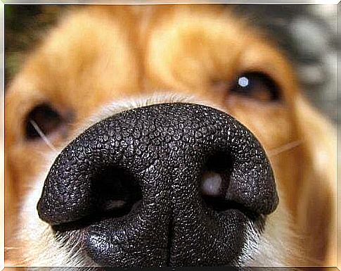 Close-up of a dog's nose.