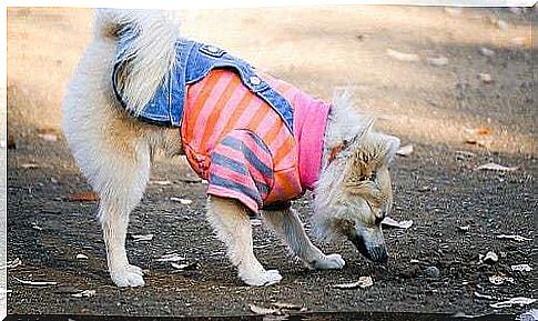 Dog sniffing the leaves.