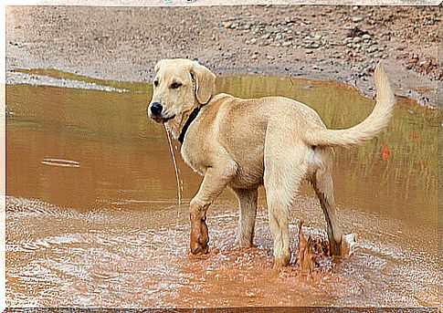 Why do dogs roll in the dirt?