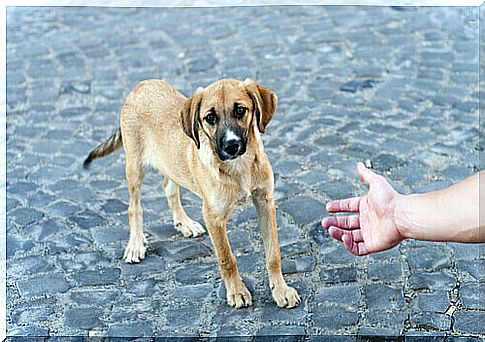 dog-on-the-street