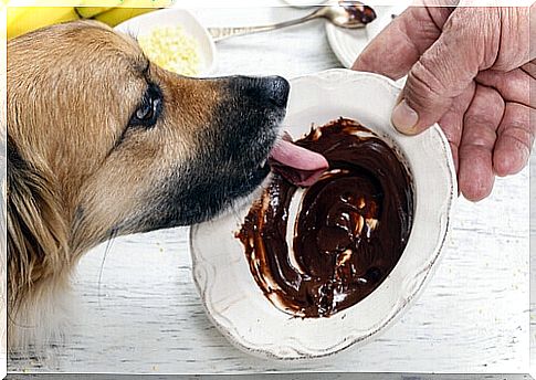 Why you should never make your dog eat chocolate