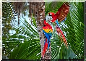 Wild parrots and exotic animal trade