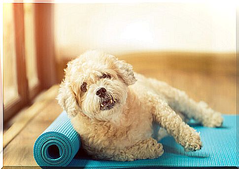 dog-does-yoga-exercises